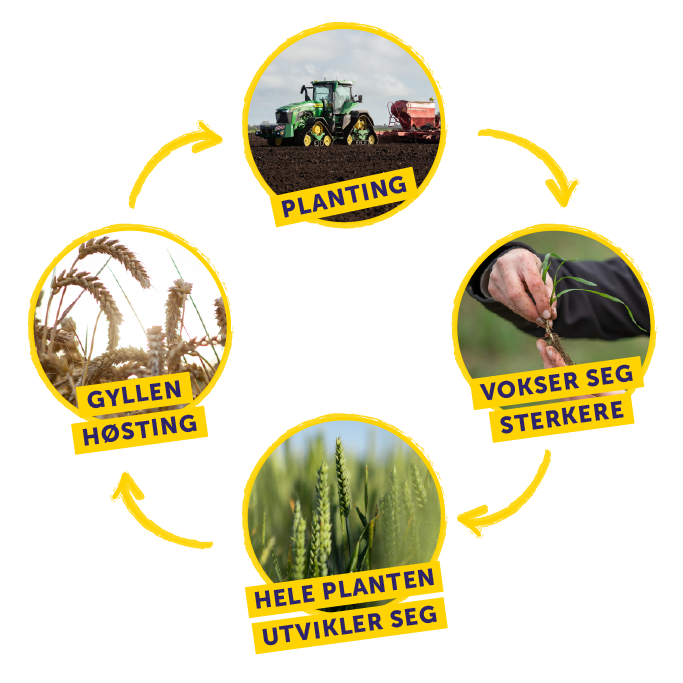 Weetabix Wheat Cycle Diagram